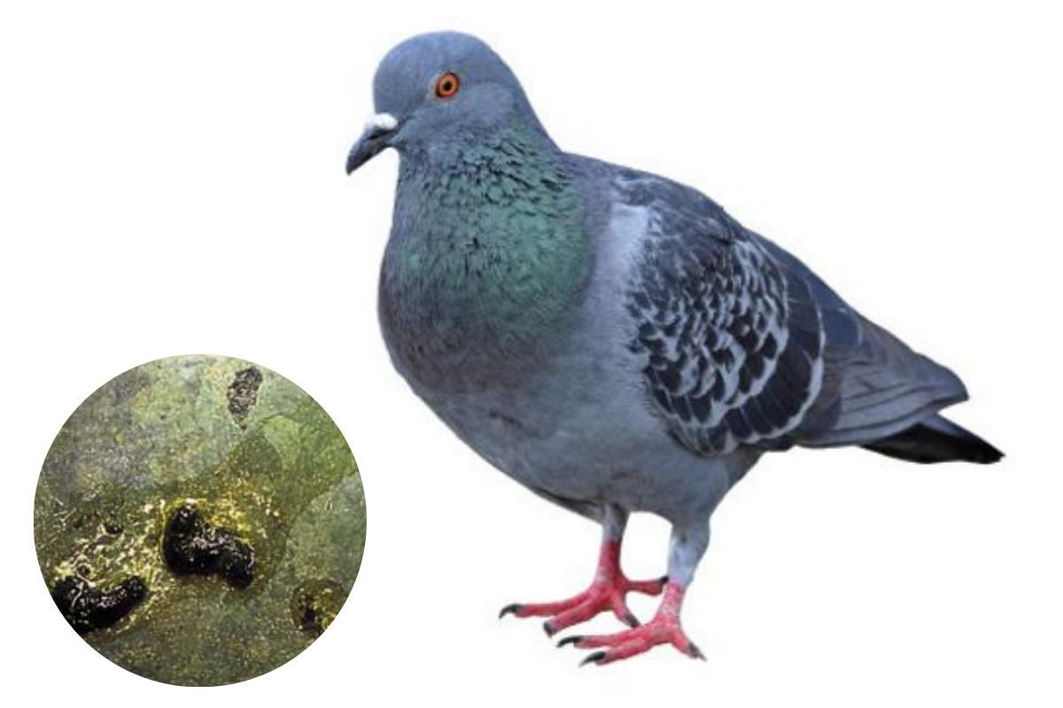 Salmonellosis in Pigeons - Symptoms and Treatment