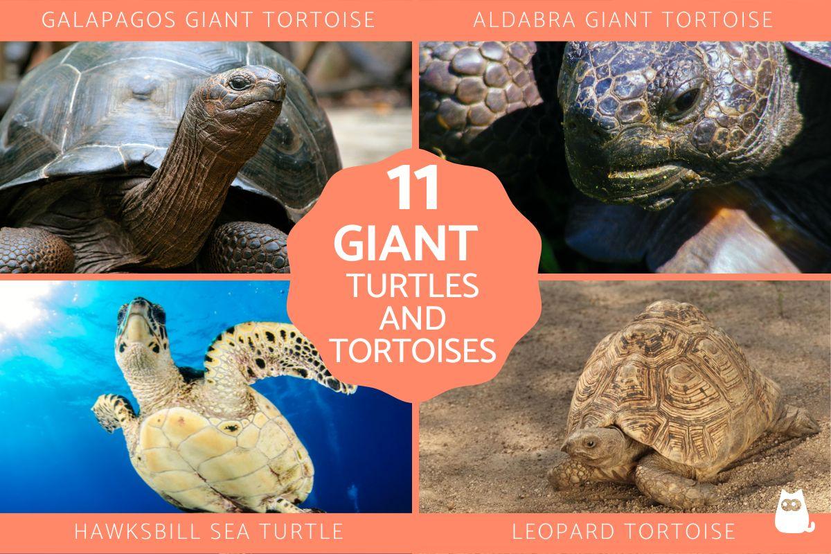 Giant Tortoises and Turtles
