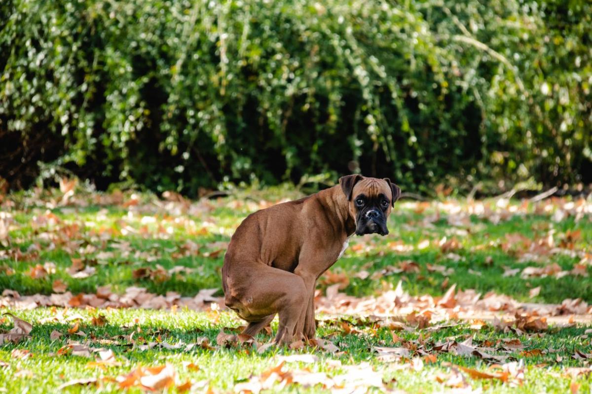 My Dog Poops a Lot More Than Usual