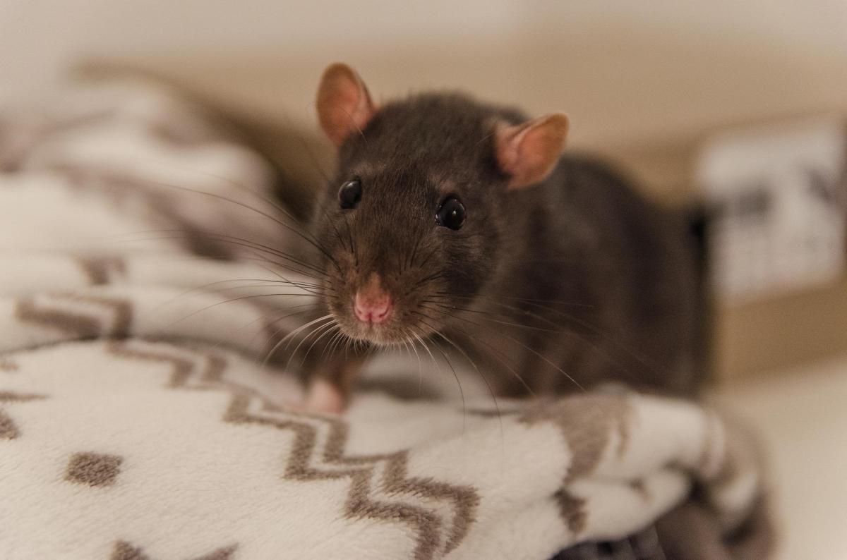 How to Tell If Your Pet Rat Trusts You