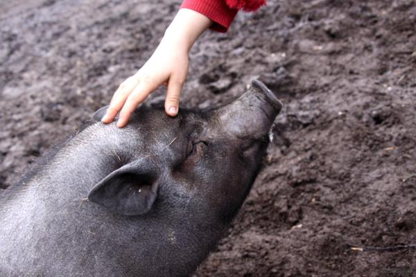 Vietnamese Pot-Bellied Pigs as Pets - Exercise and fun