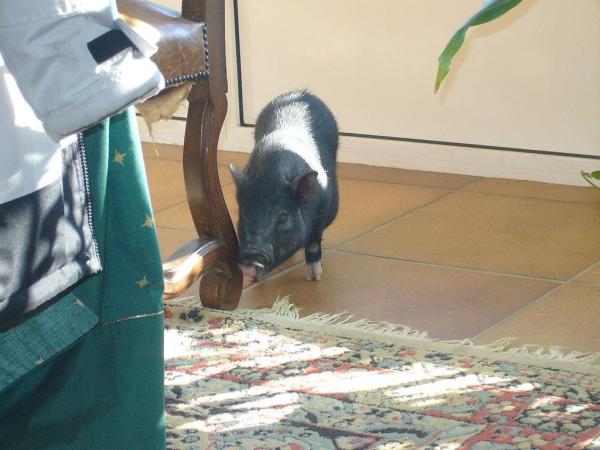 Vietnamese Pot-Bellied Pigs as Pets - Pig mobility in the home