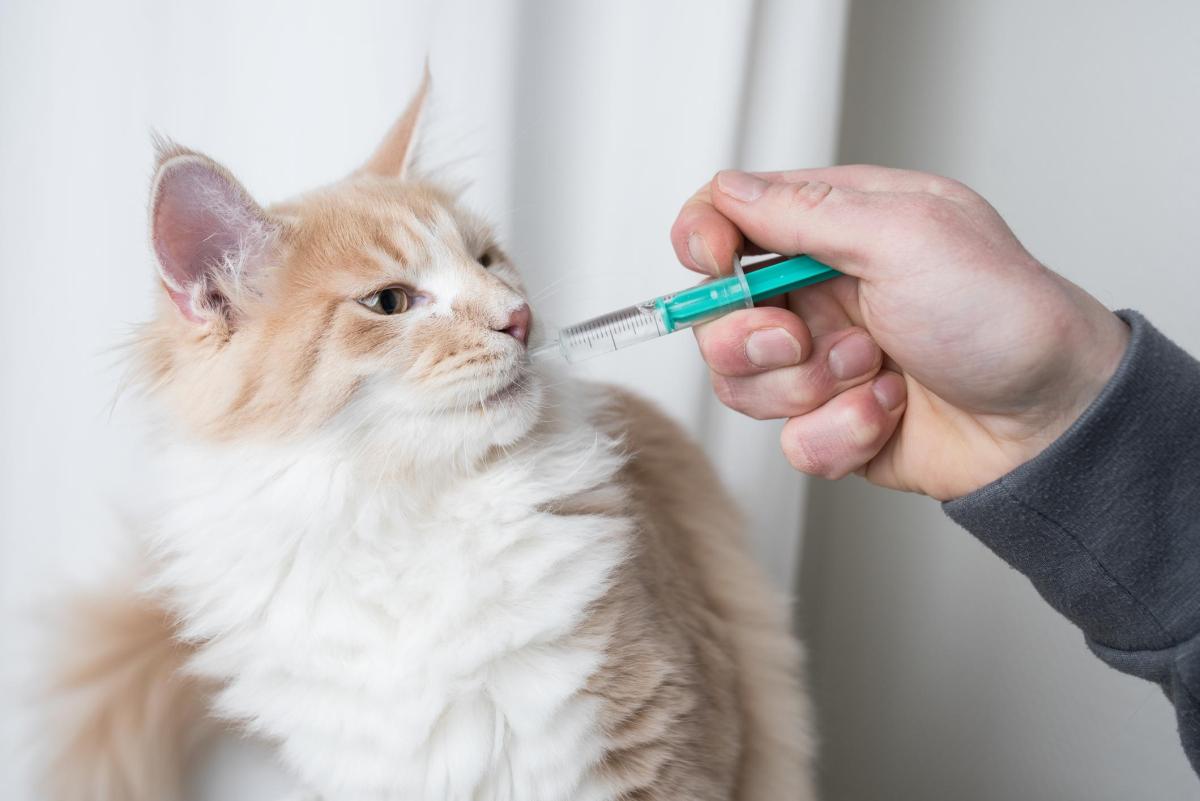 Ranitidine for Cats - Dosage, Uses and Side Effects