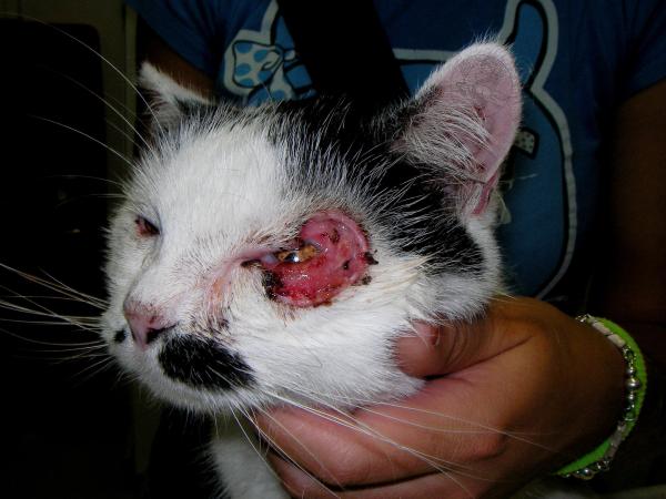 My Elderly Cat Has a Tumor - Diagnosis and Treatment - Squamous cell carcinoma in cats