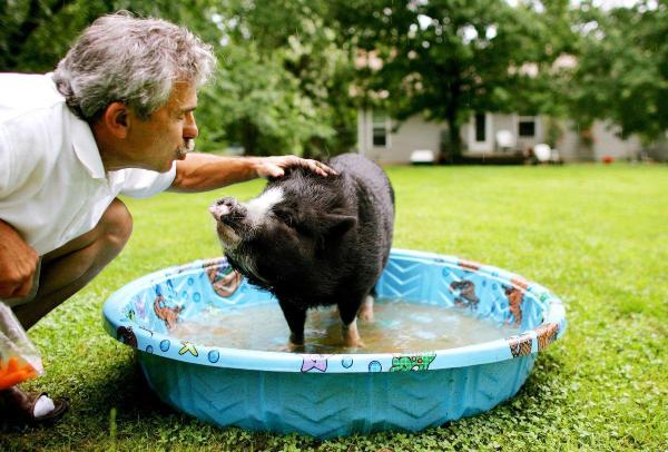 Vietnamese Pot-Bellied Pigs as Pets