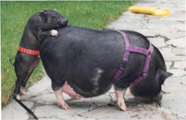 Vietnamese Pot-Bellied Pigs as Pets - Walking a Vietnamese pot-bellied pig