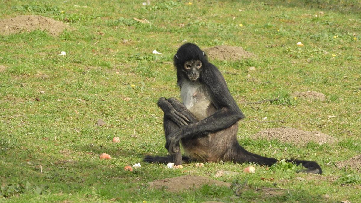 Are Spider Monkeys Endangered?
