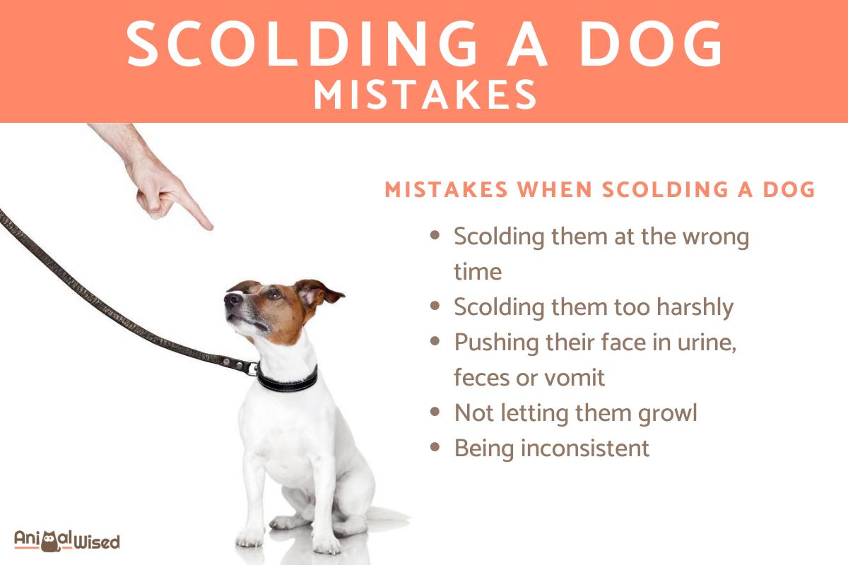 Common Mistakes When Scolding a Dog