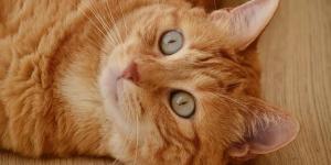 How Can You Tell the Age of a Cat?
