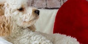 How often to Bathe a Poodle and Groom them
