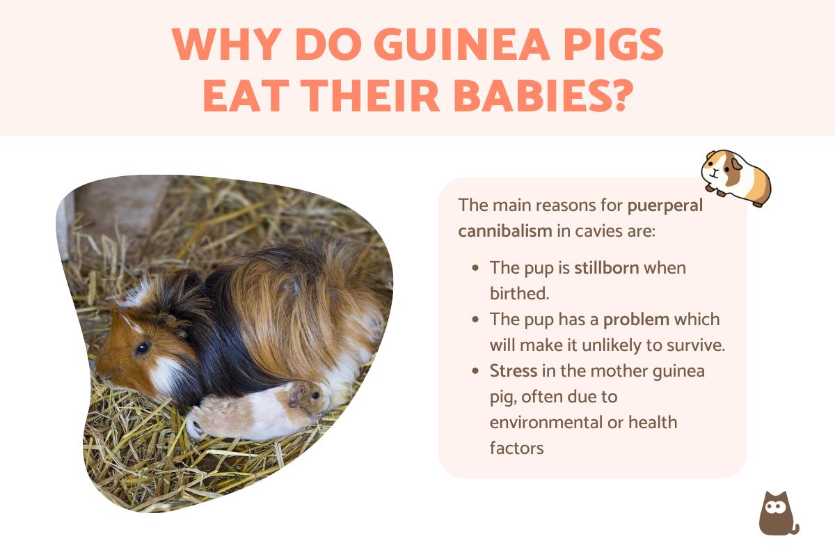 Why Do Guinea Pigs Eat Their Babies?