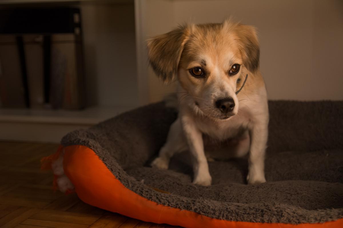 First Night With a Dog at Home