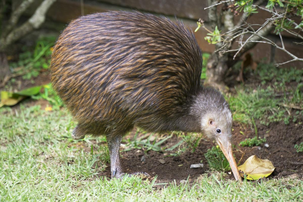 Kiwis as Pets: General Guidelines and Tips