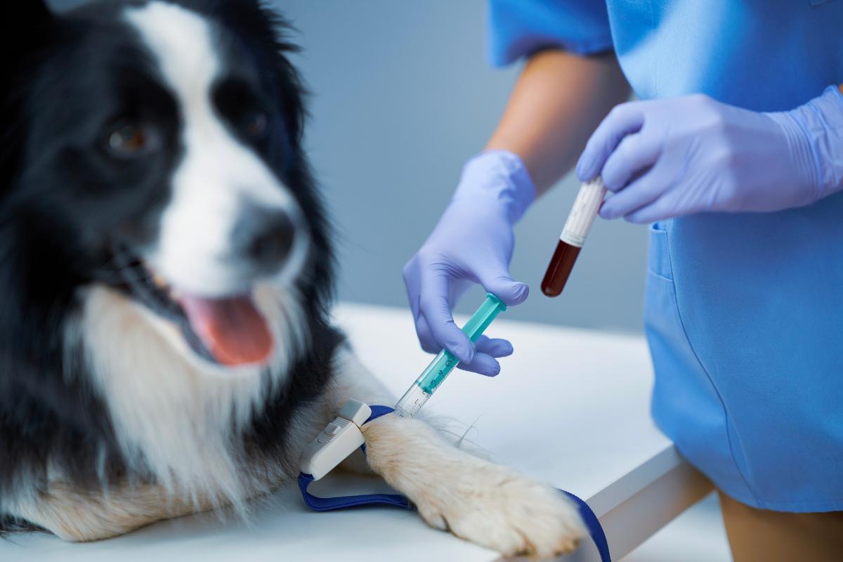 Lymphopenia in Dogs - Symptoms, Causes and Treatments