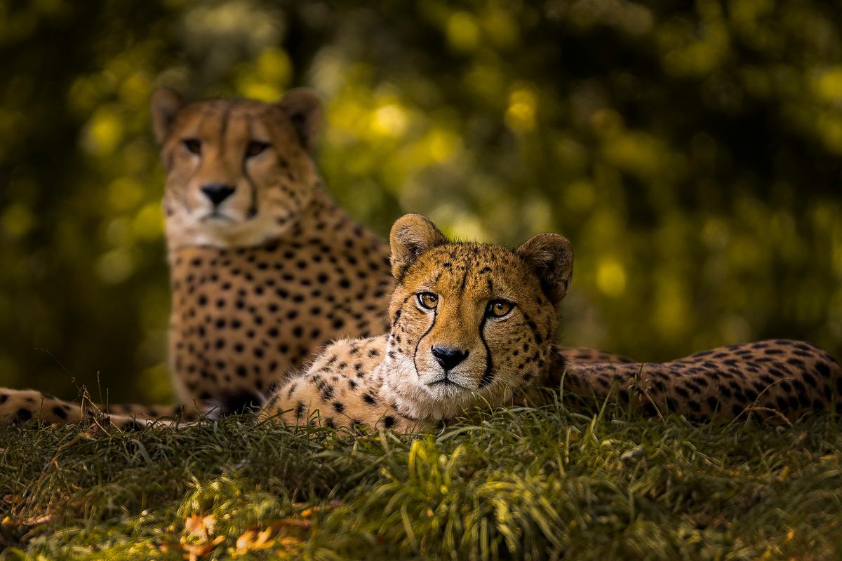 How Do Cheetahs Reproduce?