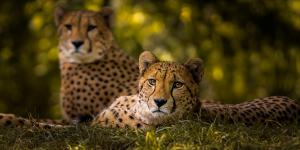 How Do Cheetahs Reproduce?