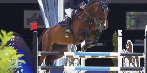 The Best Horses for Show Jumping