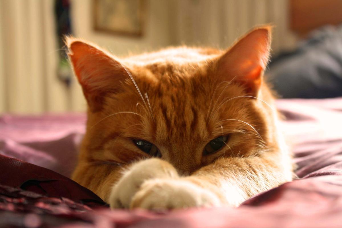 Why Do Cats Sleep With Their Eyes Open?