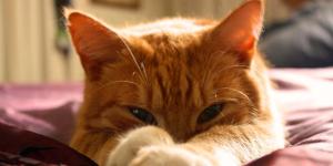 Why Do Cats Sleep With Their Eyes Open?