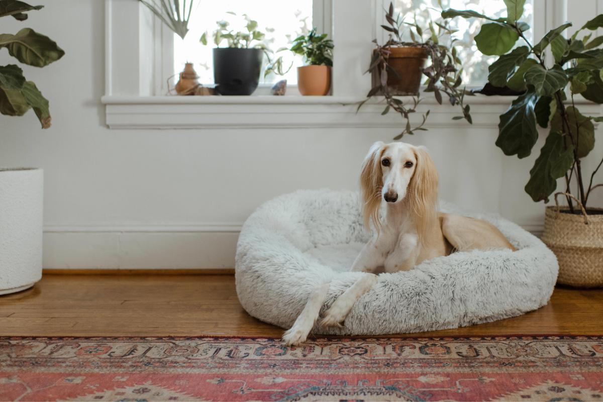 My Dog Started Crying and Whining at Night, What Should I Do?