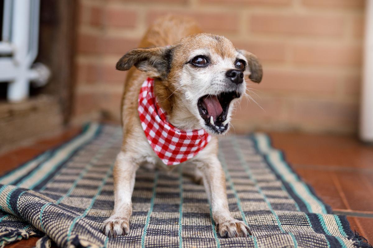 Why Does My Dog Bark at Me for No Reason?