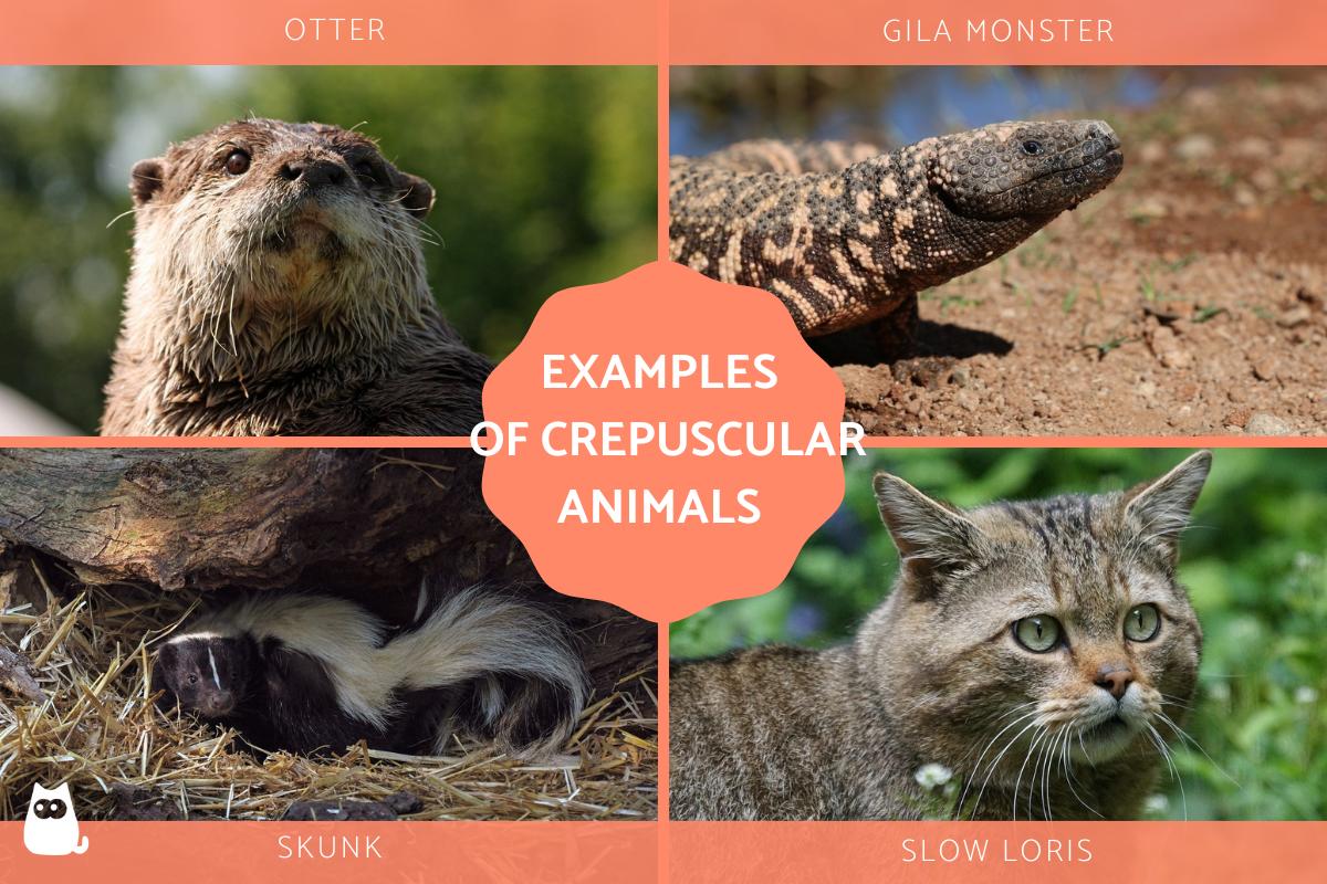 Crepuscular Animals - Examples of Animals Active at Twilight