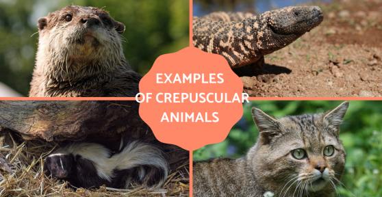 Crepuscular Animals - Examples of Animals Active at Twilight