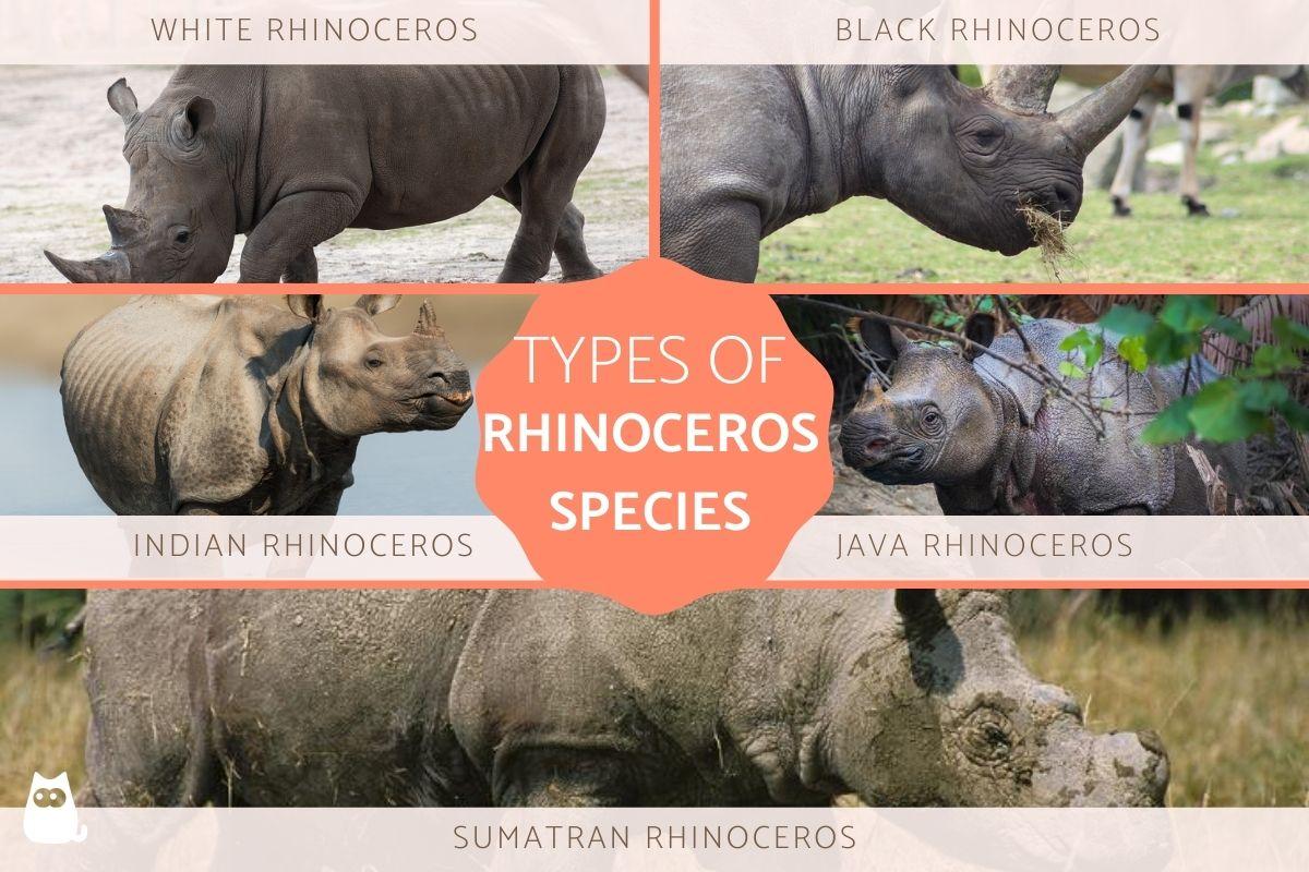 Different Types of Rhino Species