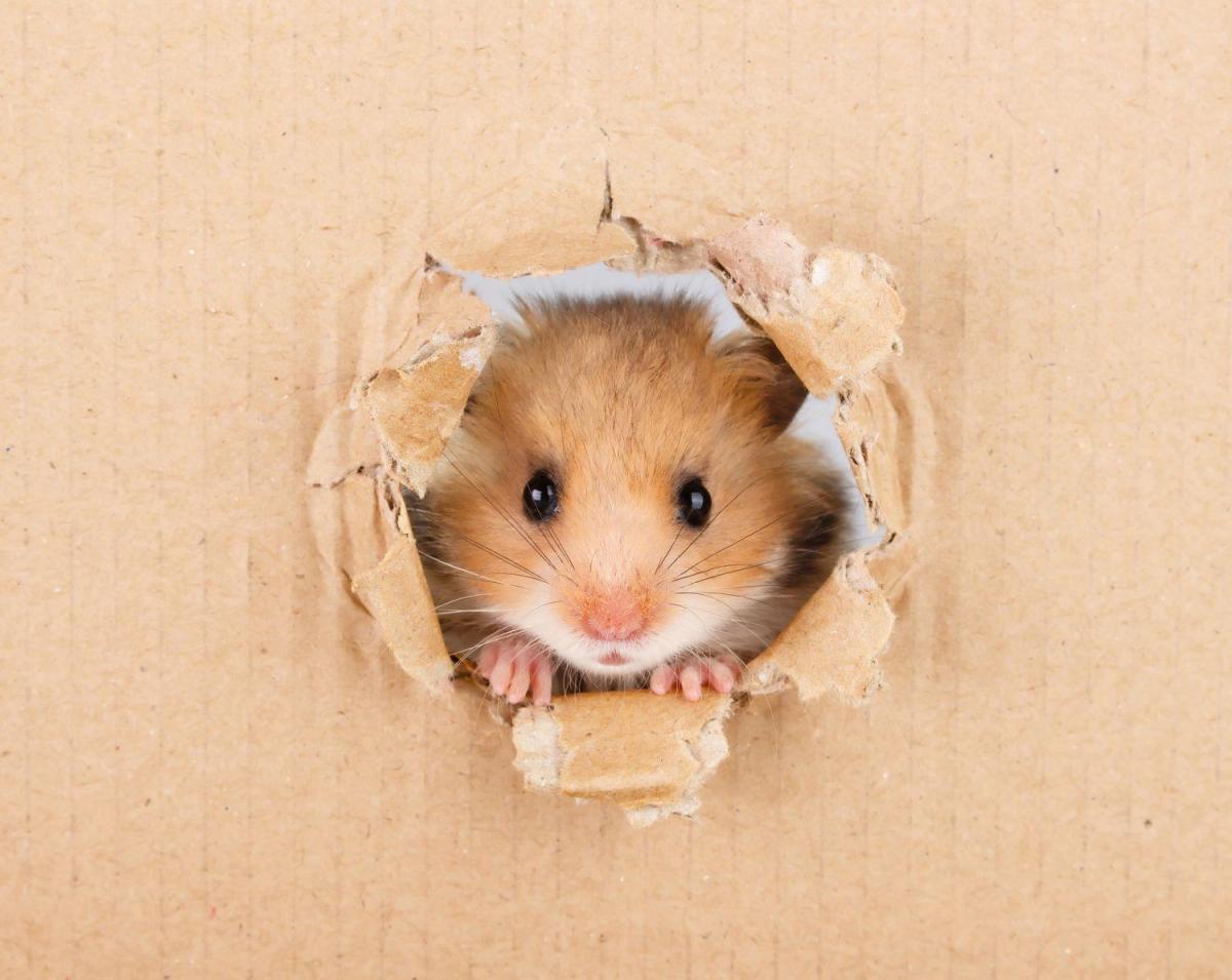 Interesting Facts About Hamsters