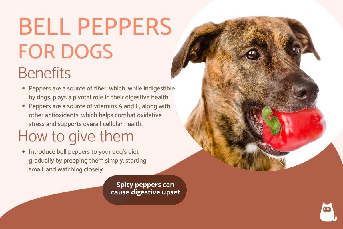 Are Bell Peppers Safe for Dogs to Eat?