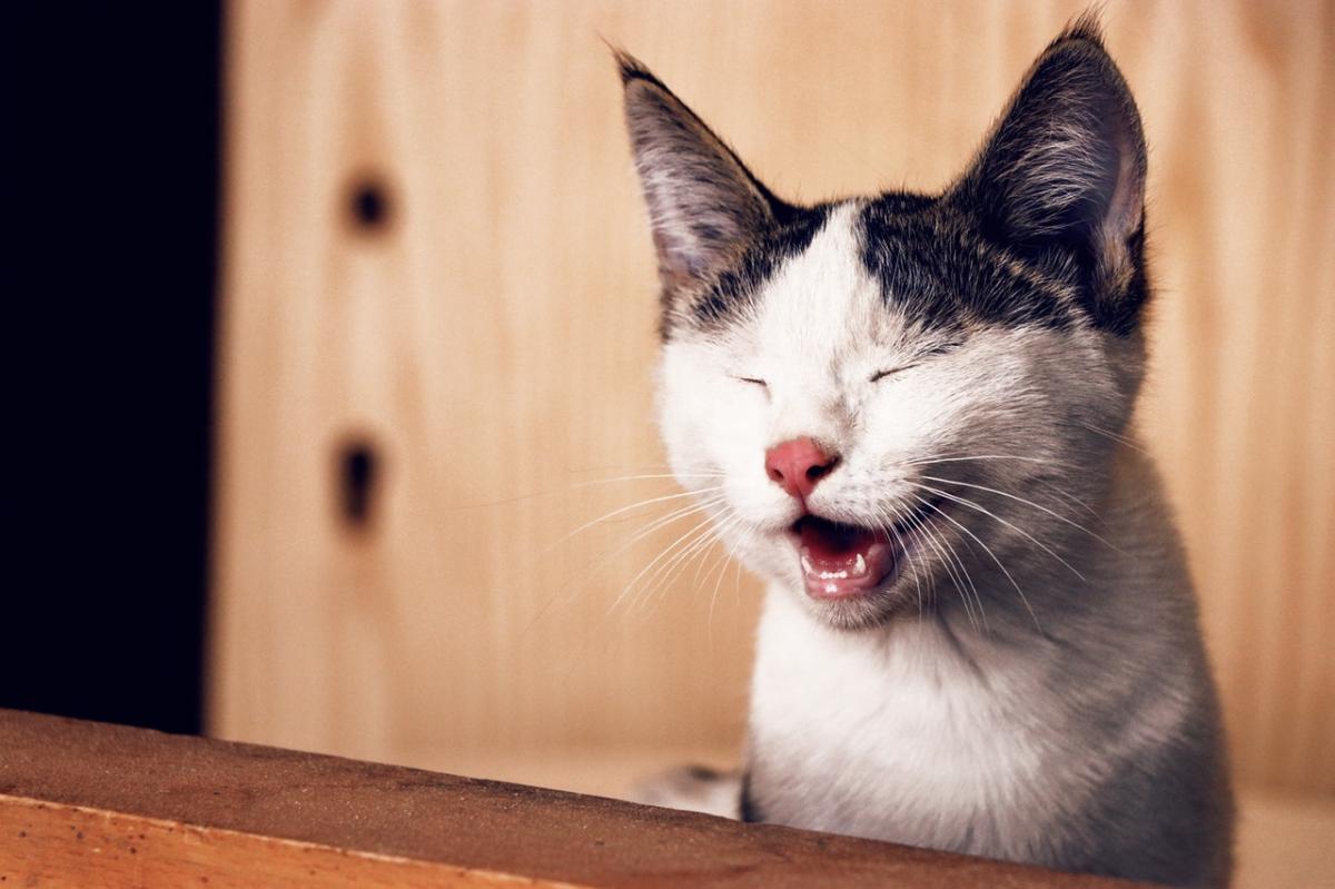 Diet for Cats with Kidney Stones