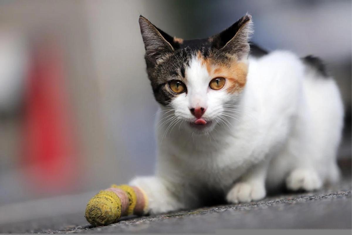 Betadine for Cats - Is It Safe?