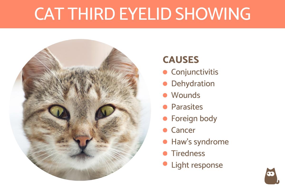 Cat Third Eyelid Showing - Causes and Treatment