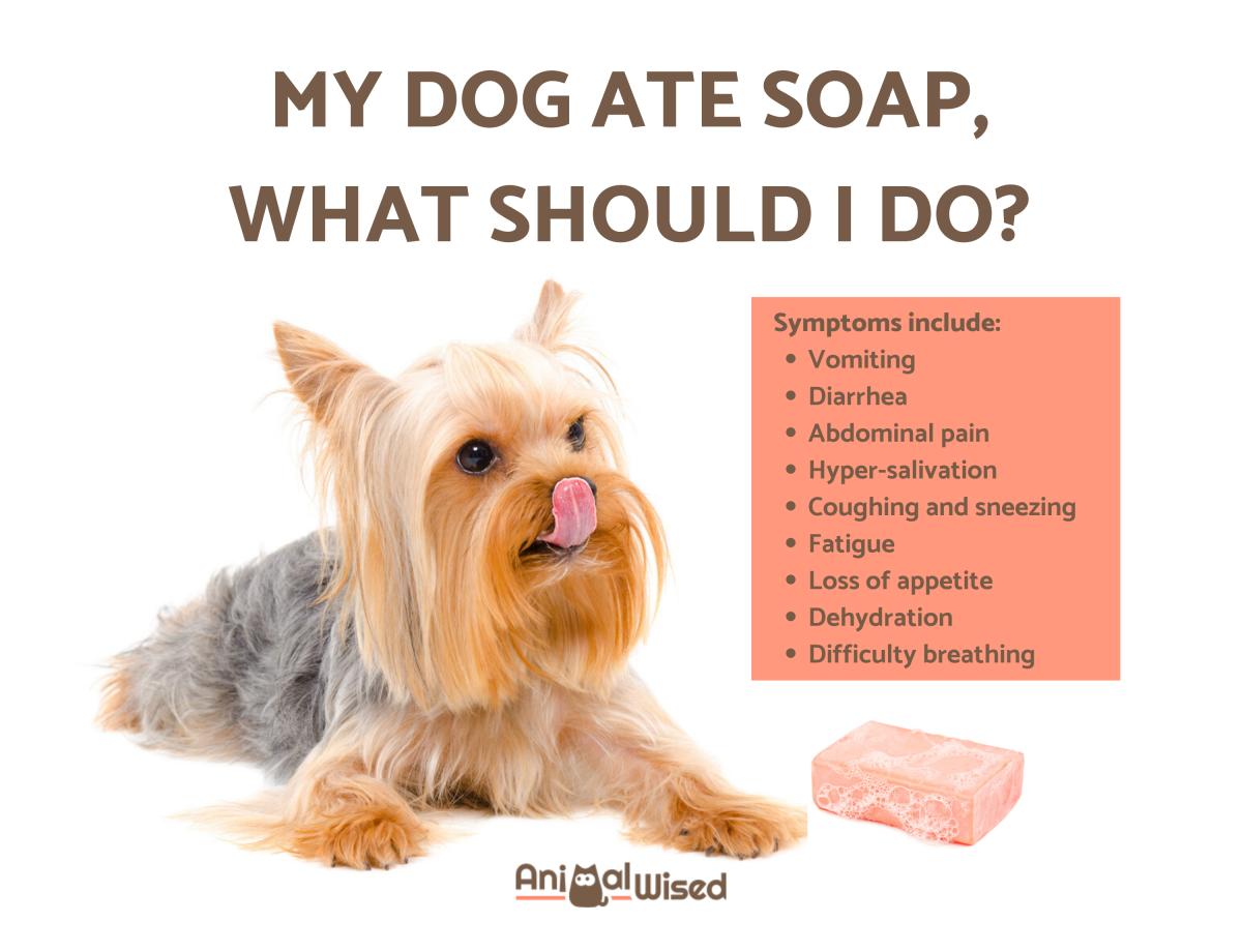 My Dog Ate Soap - What Should I Do?