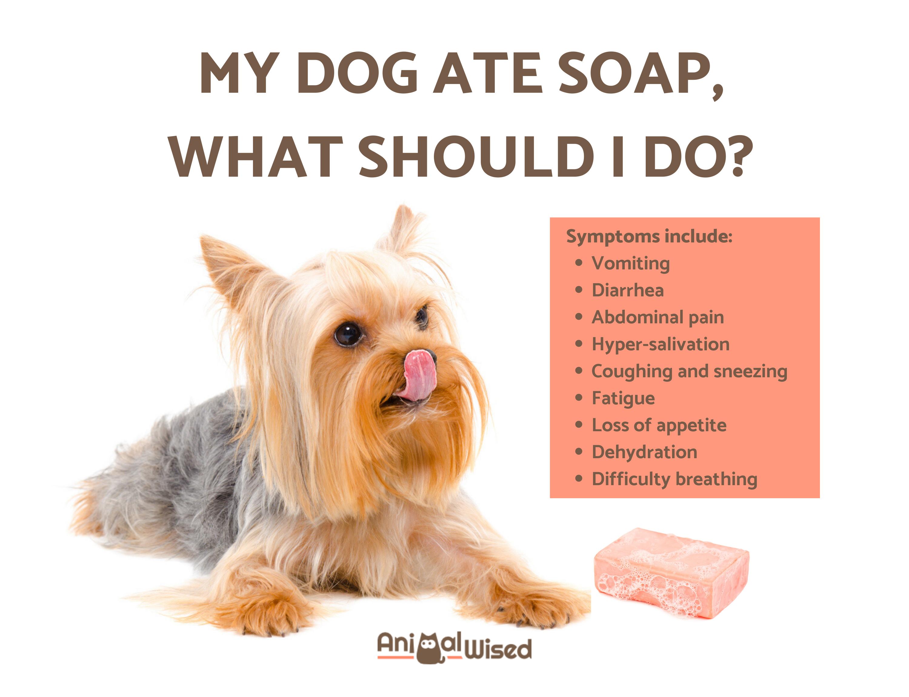 My Dog Ate Soap What Should I Do