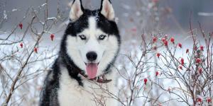 The 10 Most Popular Dog Breeds in the World