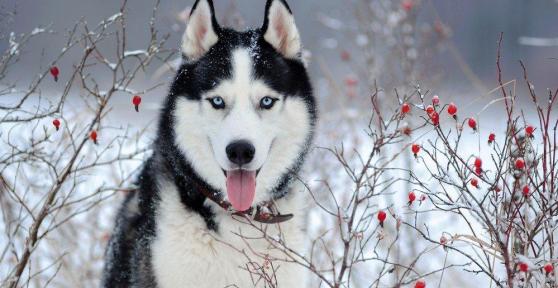 The 10 Most Popular Dog Breeds in the World