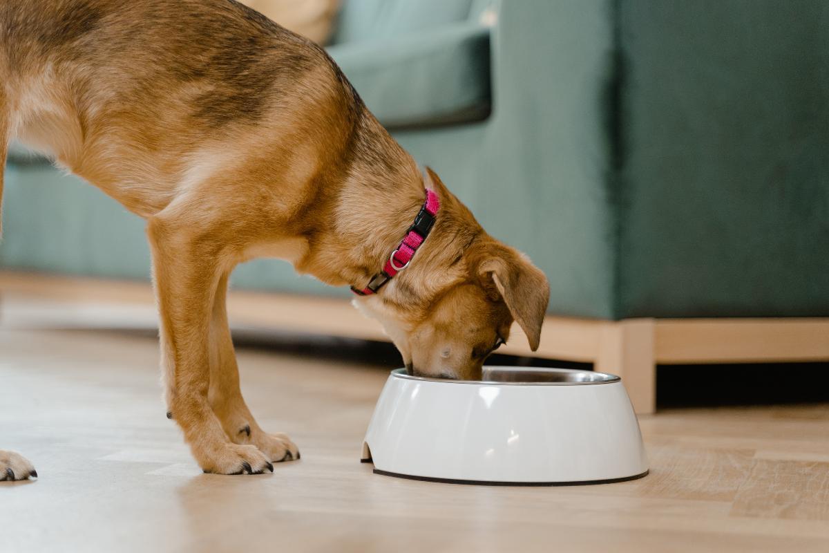 What to Feed a Dog With Hypothyroidism