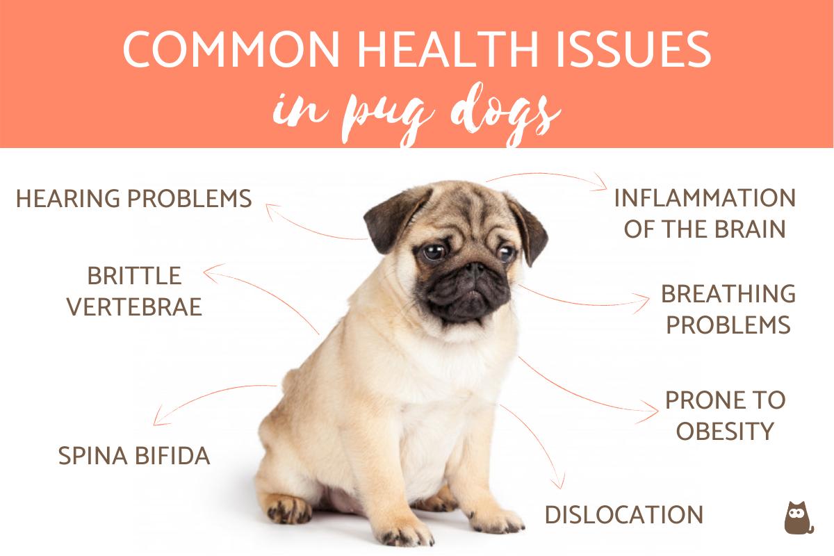 Common Health Problems in Pug Dogs