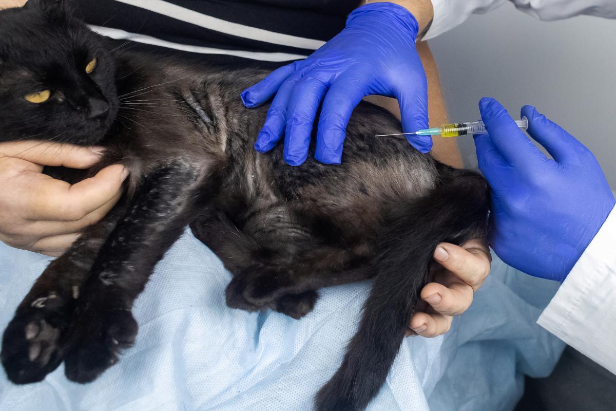 How to Treat Dermititis in Cats