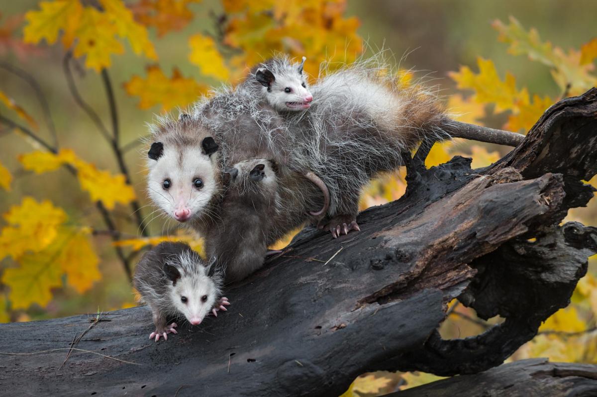 What Kind of Animal Is a Possum?