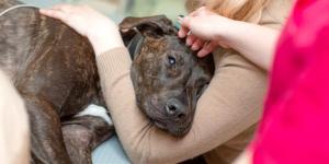 Famotidine for Dogs - Pepcid Uses and Dosage