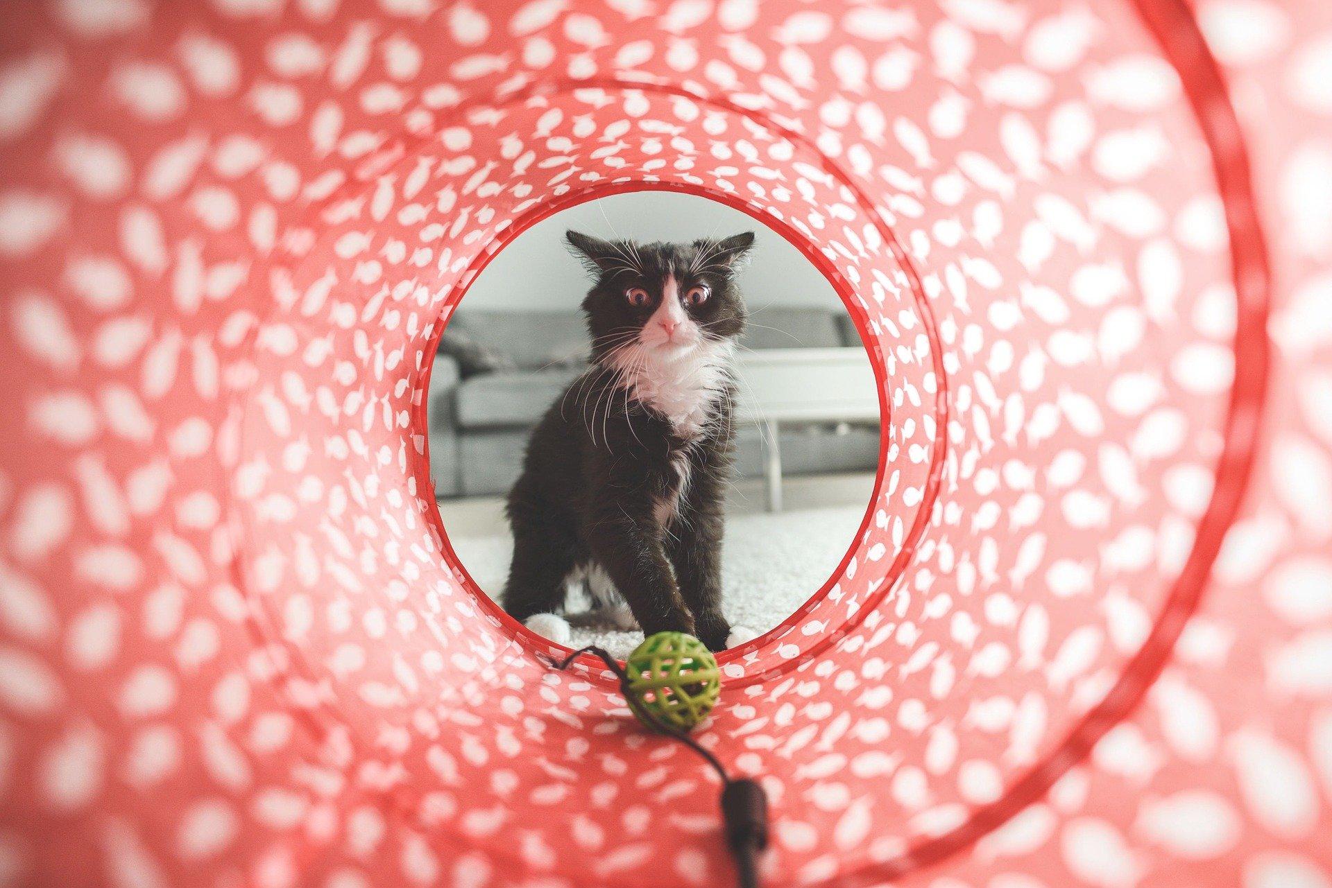My Cat Doesn