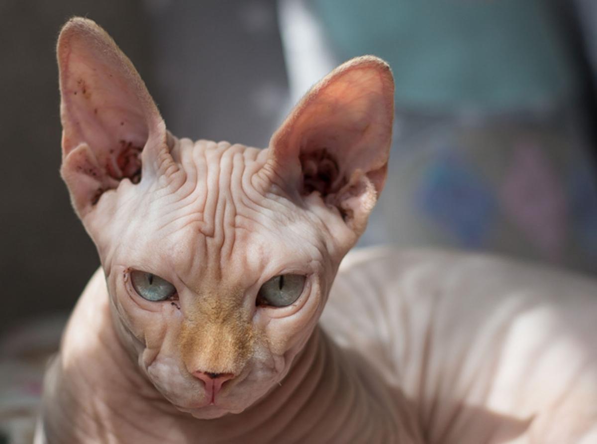 My Cat Doesn't Like Me - Reasons Why and What to Do