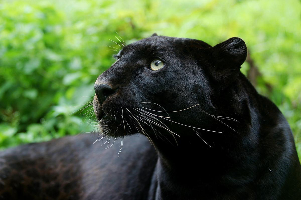 What Animal Is a Black Panther?