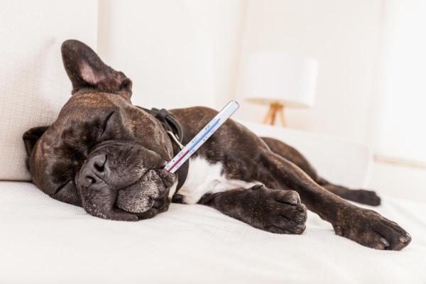 My Dog Is Shaking and Acting Weird - Fever