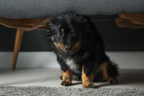My Dog Is Shaking and Acting Weird - Hypoglycemia