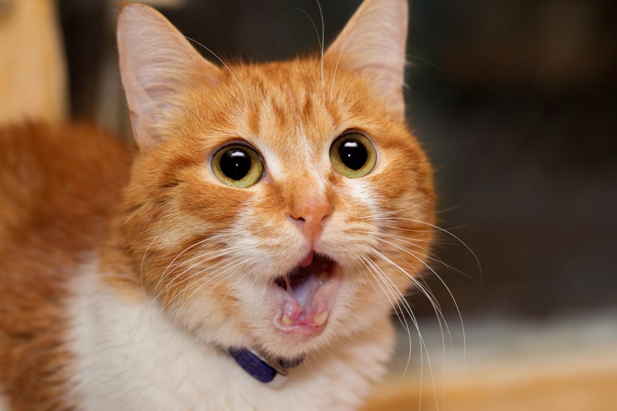 My Cat Keeps Gagging - Causes & Treatment