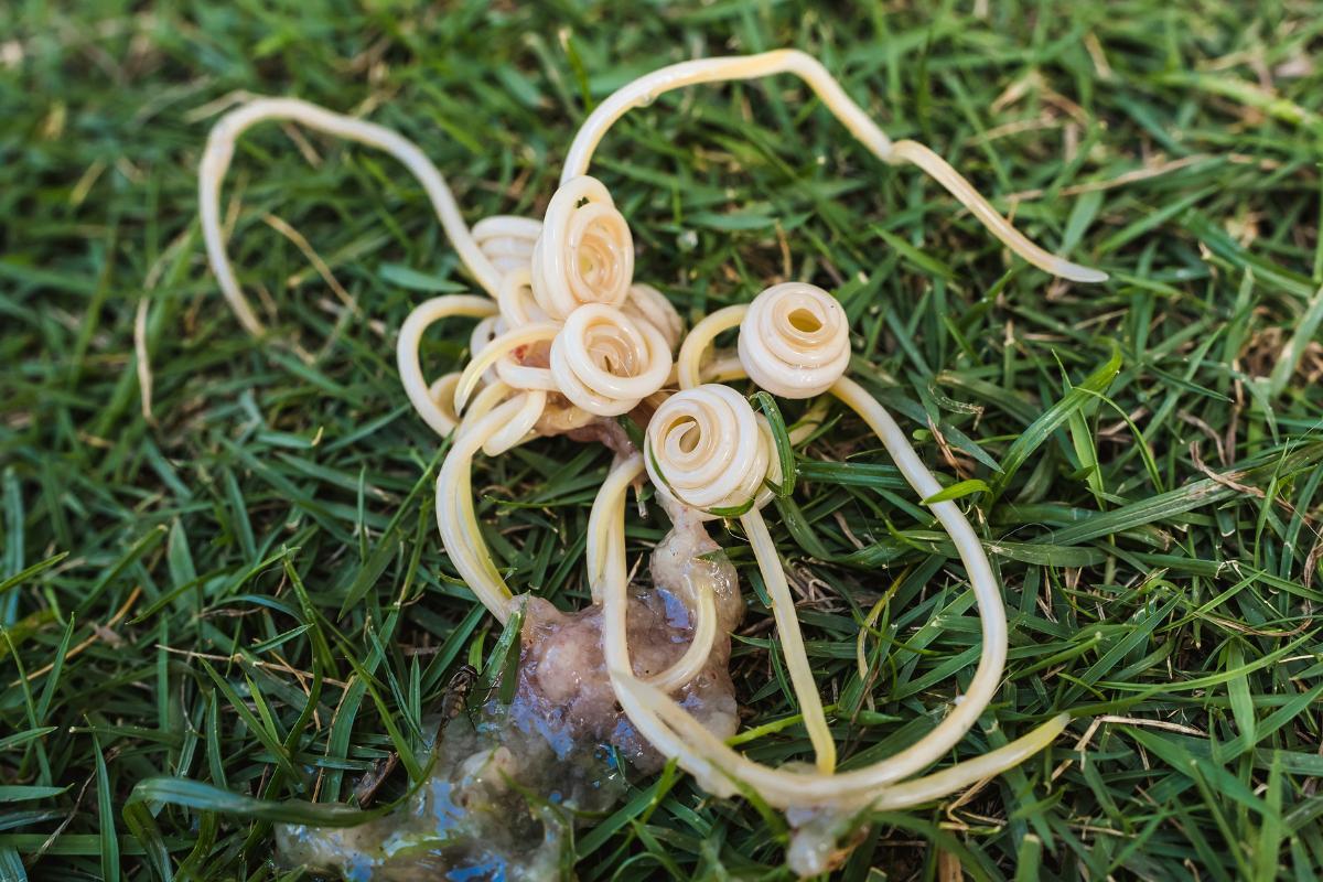 Roundworm in Dogs - Toxocara and Toxascaris Infections