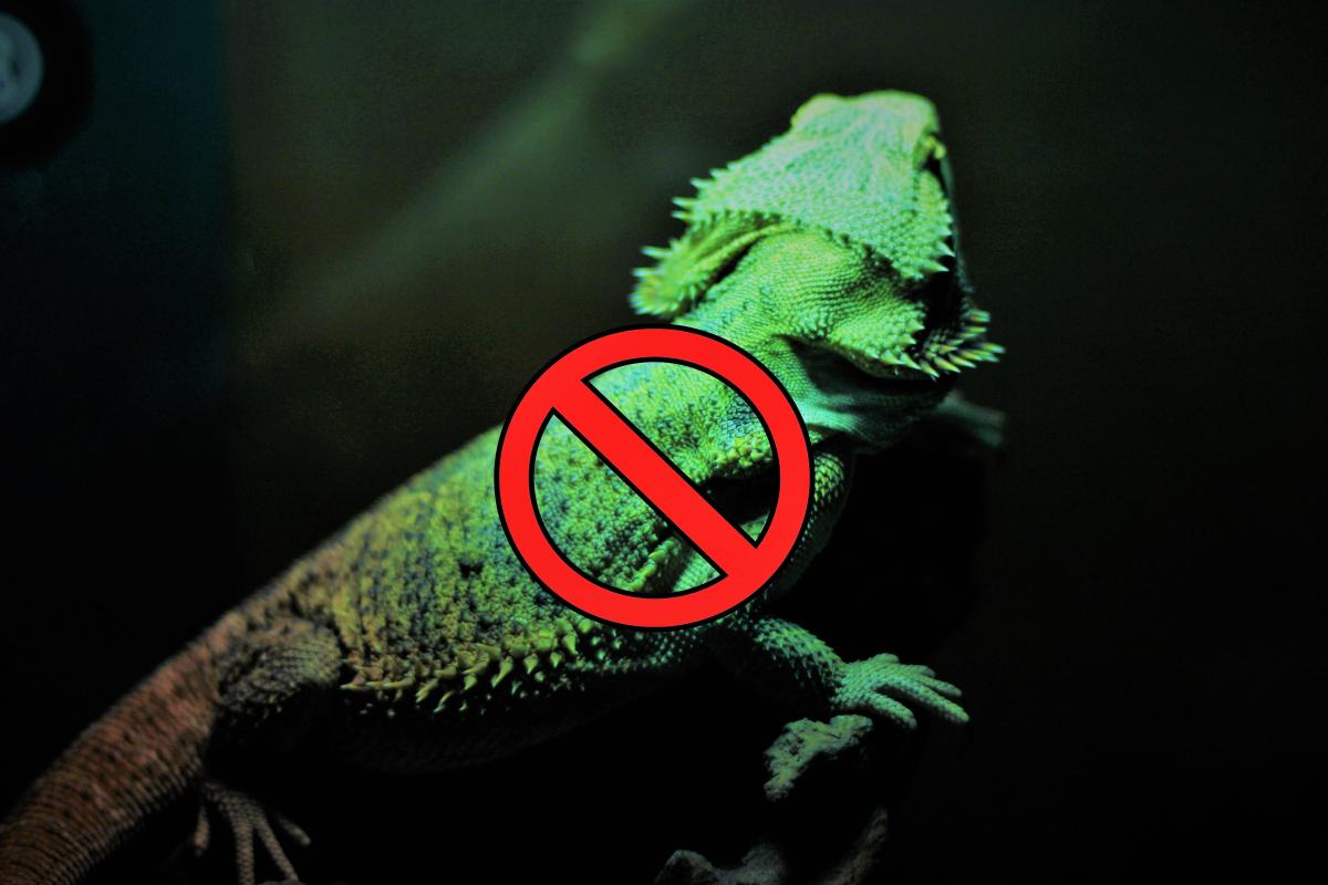 Animals That Shouldn’t Be Pets
